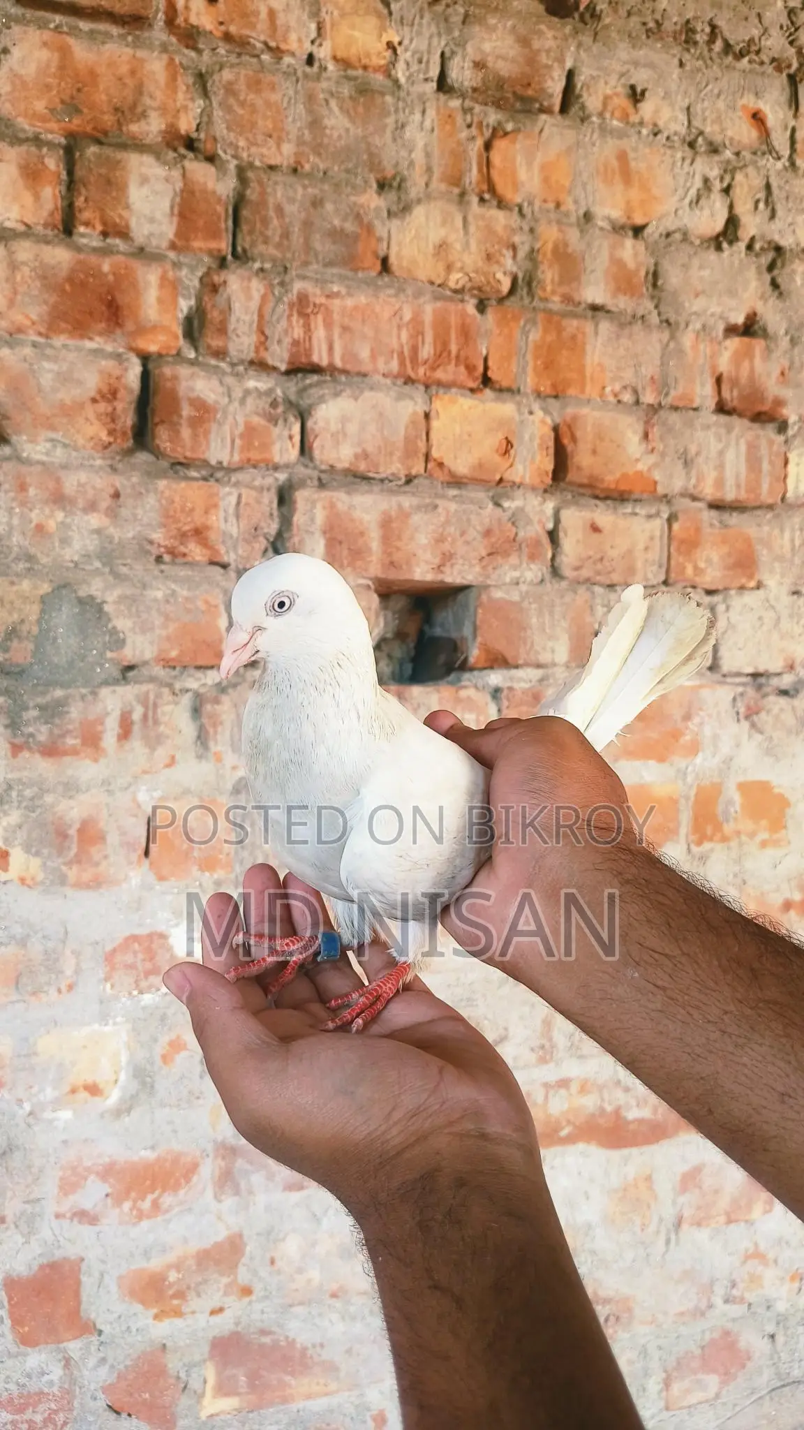 কবুতর