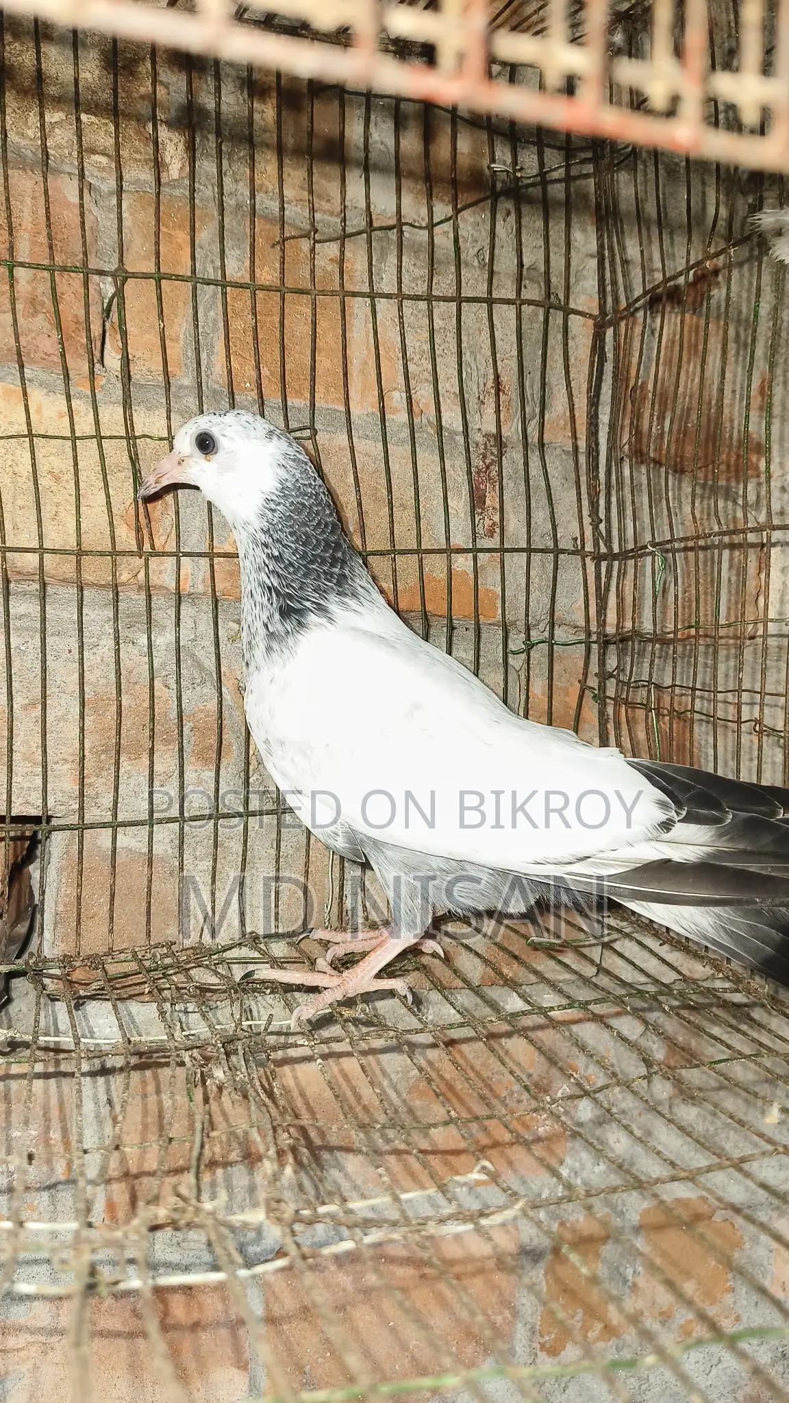 কবুতর