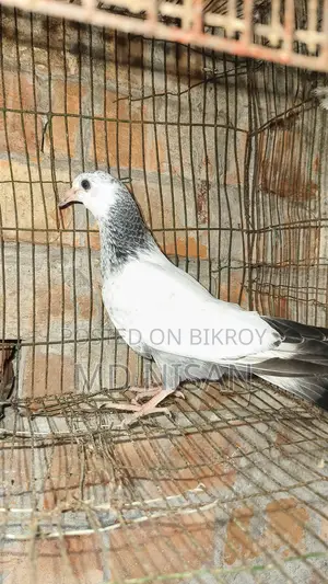 কবুতর