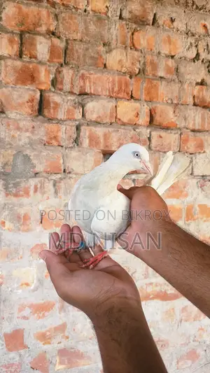 কবুতর