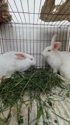Rabbits for Sale