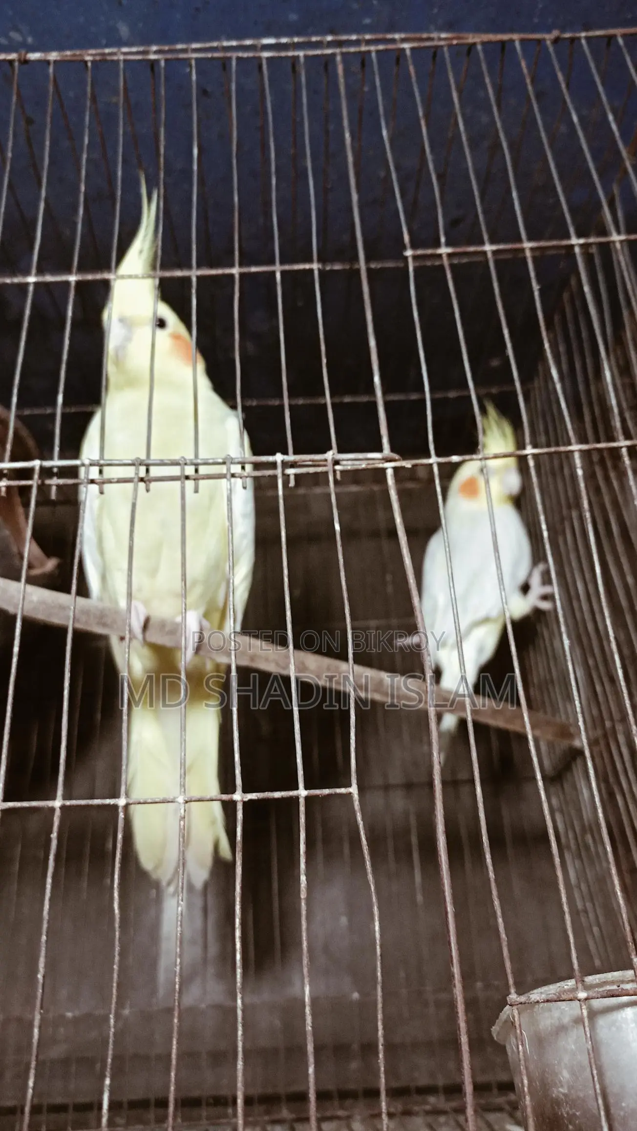 1 Running Lutino Cockatiel Female for Sale