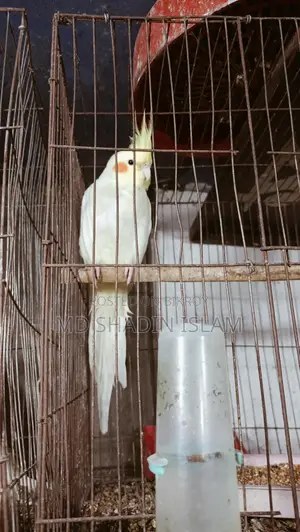 1 Running Lutino Cockatiel Female for Sale