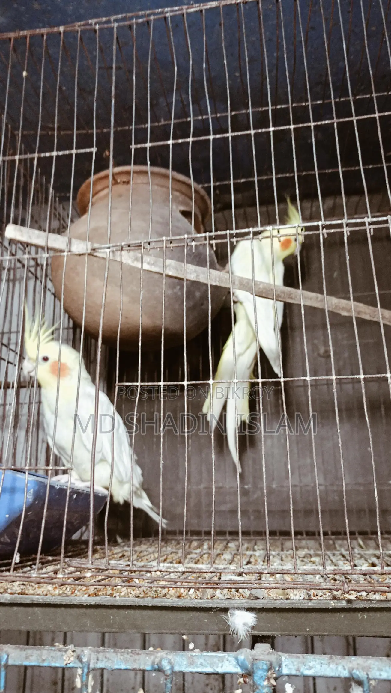 1 Running Lutino Cockatiel Female for Sale