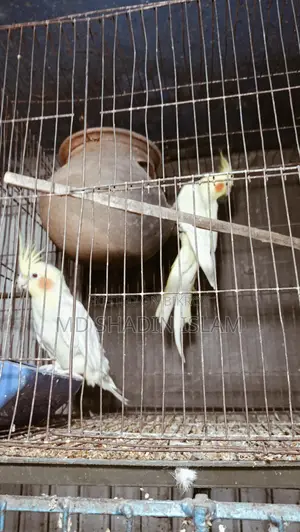 1 Running Lutino Cockatiel Female for Sale