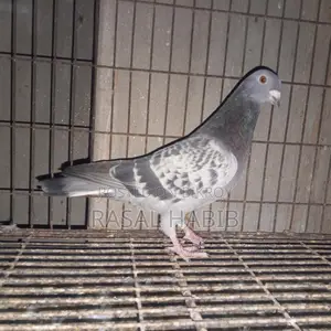 মাকসি নর কবুতর