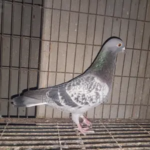 মাকসি নর কবুতর