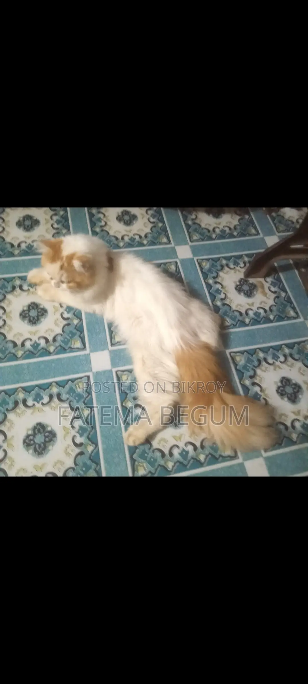 পারসিয়ান মেইল বিড়াল