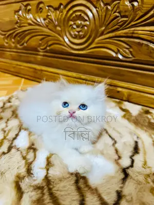 পারসিয়ান বিড়াল