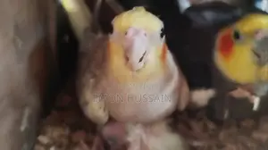One pair of burning Cockatiel birds for sale