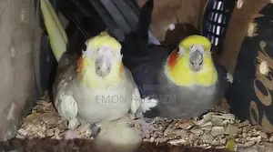 One pair of burning Cockatiel birds for sale