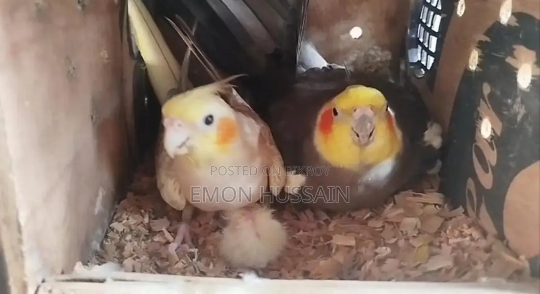 One pair of burning Cockatiel birds for sale