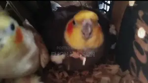 One pair of burning Cockatiel birds for sale