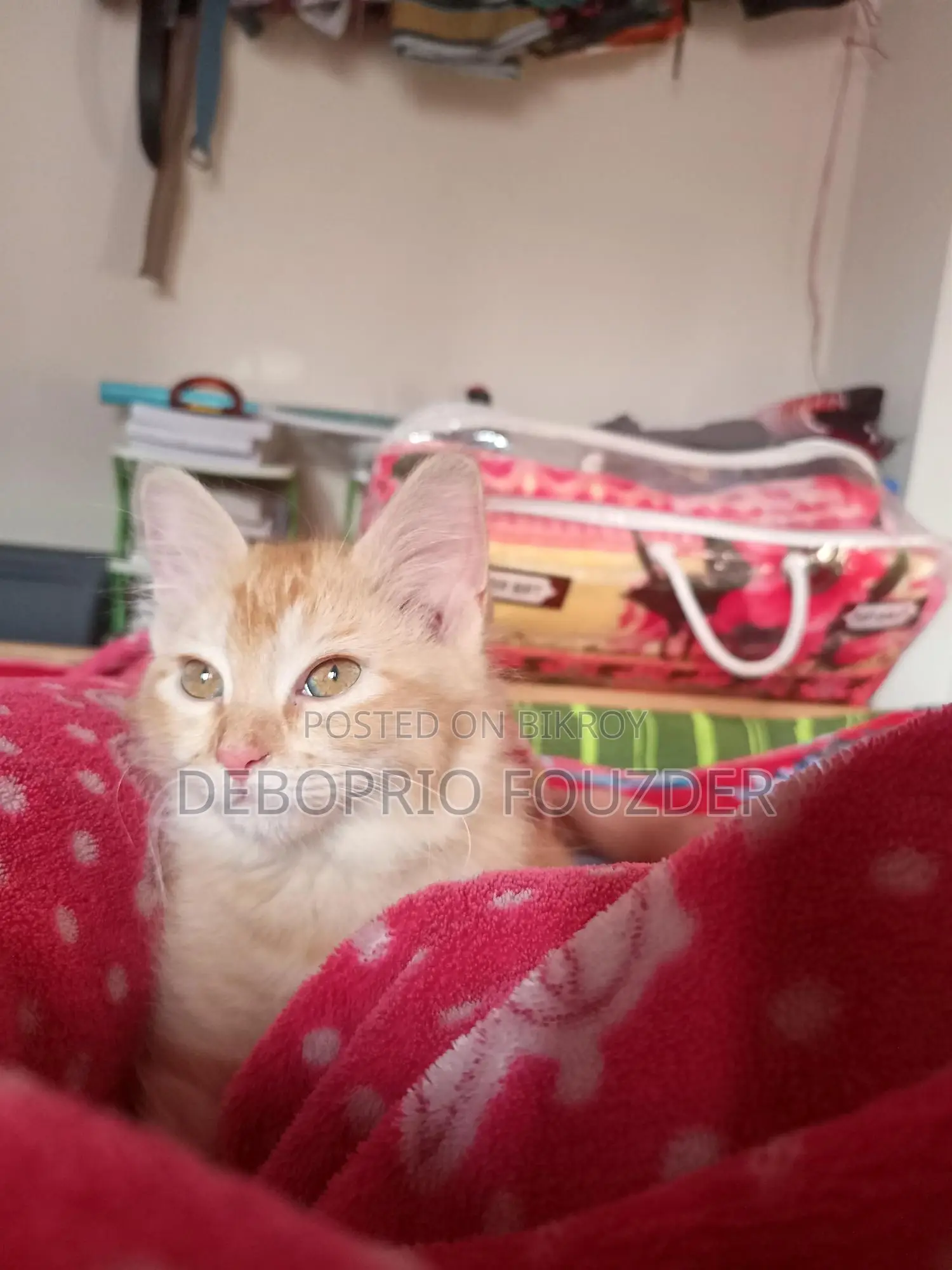 Adorable and Calm Ginger Cat for Sale!