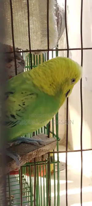 রানিং বাজরিগার(খাঁচা সহ)