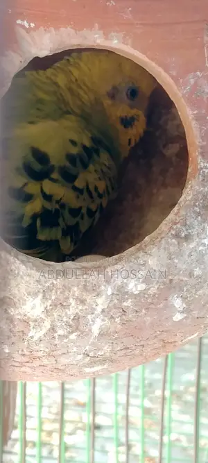 রানিং বাজরিগার(খাঁচা সহ)