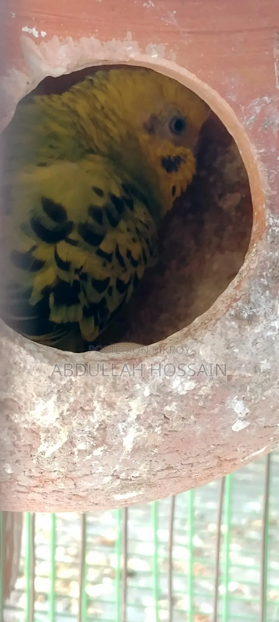 রানিং বাজরিগার(খাঁচা সহ)