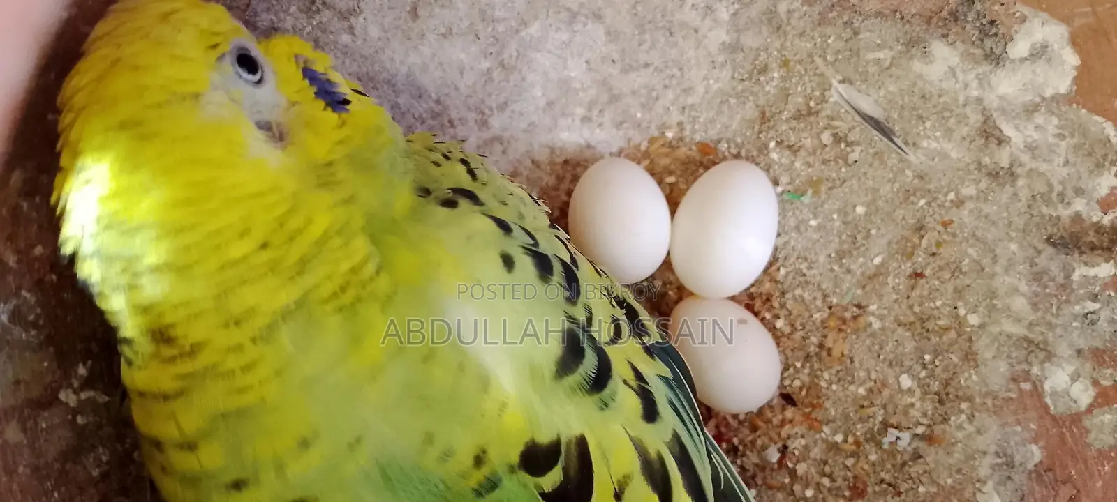 রানিং বাজরিগার(খাঁচা সহ)