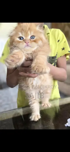জিনজার স্কটিশ ফোল্ড মেল