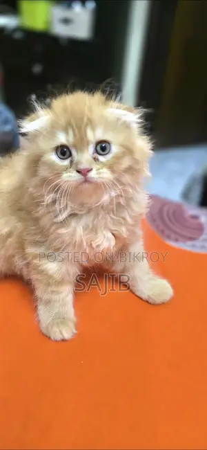 জিনজার স্কটিশ ফোল্ড মেল