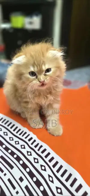 জিনজার স্কটিশ ফোল্ড মেল