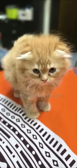 জিনজার স্কটিশ ফোল্ড মেল