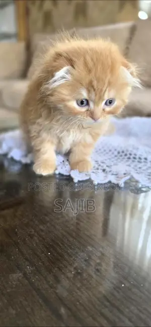 জিনজার স্কটিশ ফোল্ড মেল