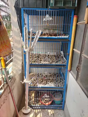 পাখির খাঁচা