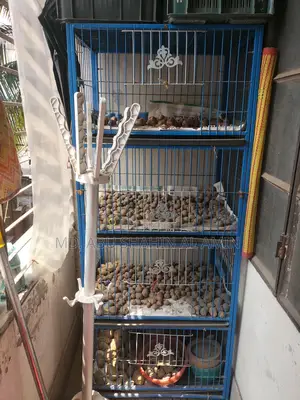 পাখির খাঁচা