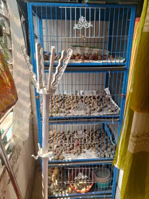 পাখির খাঁচা