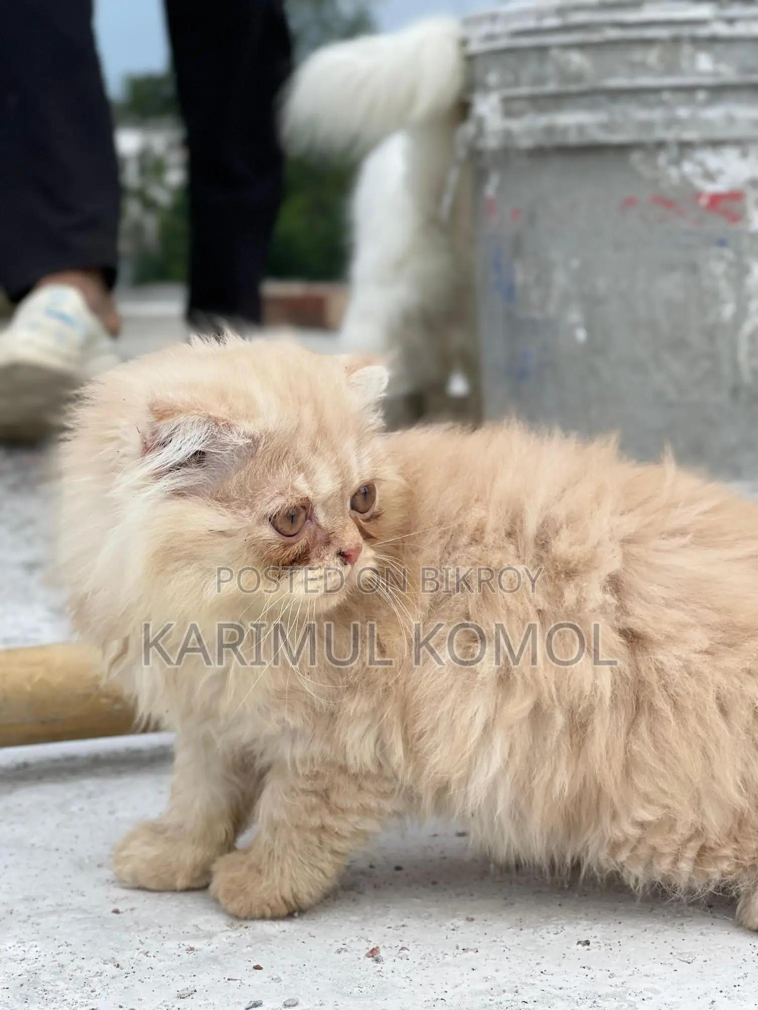 Scottish Persian three code