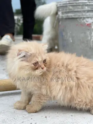 Scottish Persian three code