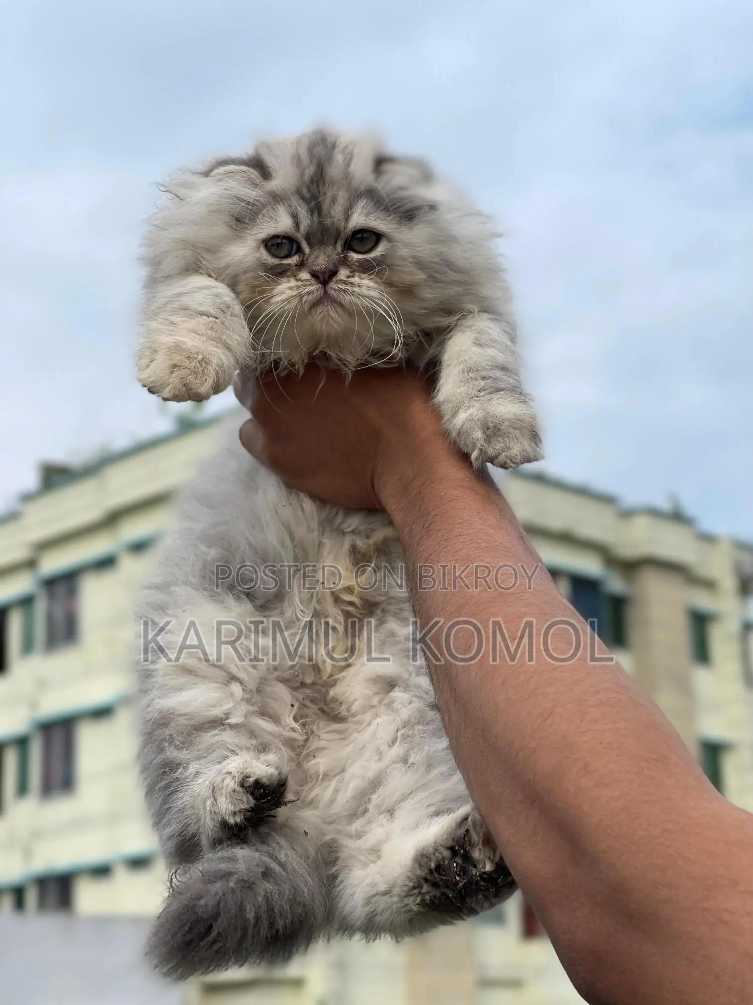 Scottish Persian three code