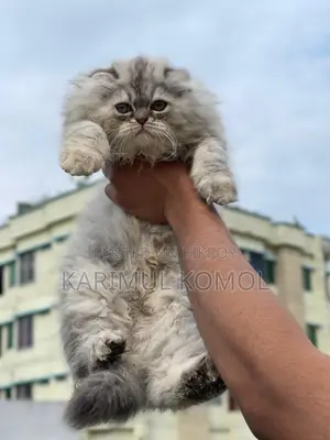 Scottish Persian three code