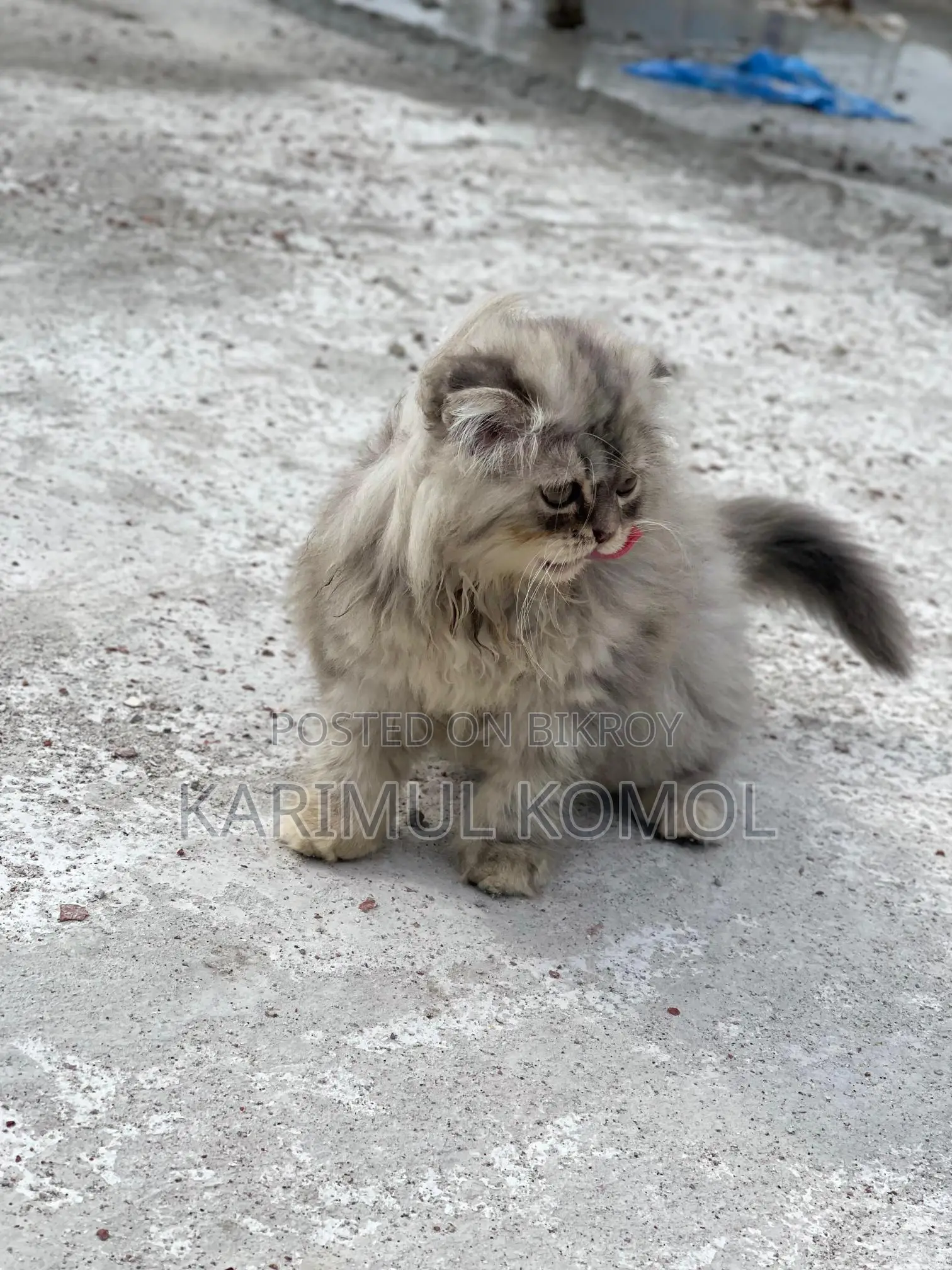 Scottish Persian three code