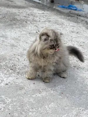 Scottish Persian three code