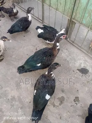 মেল চিনা হাঁস বিক্রয় হইবে