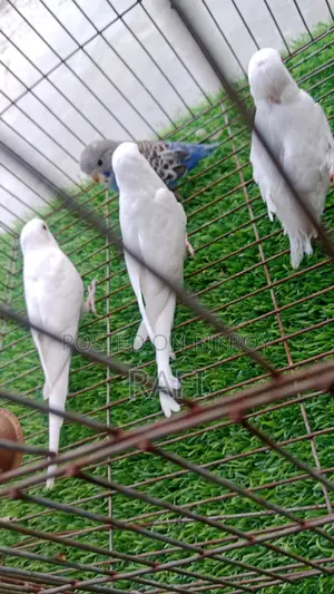 Bird Sale