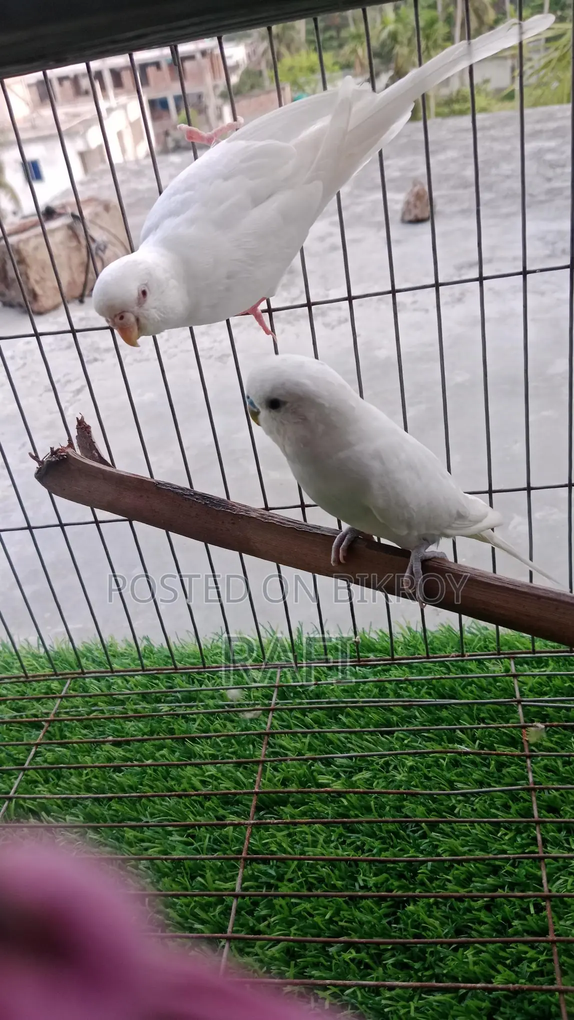 Bird Sale