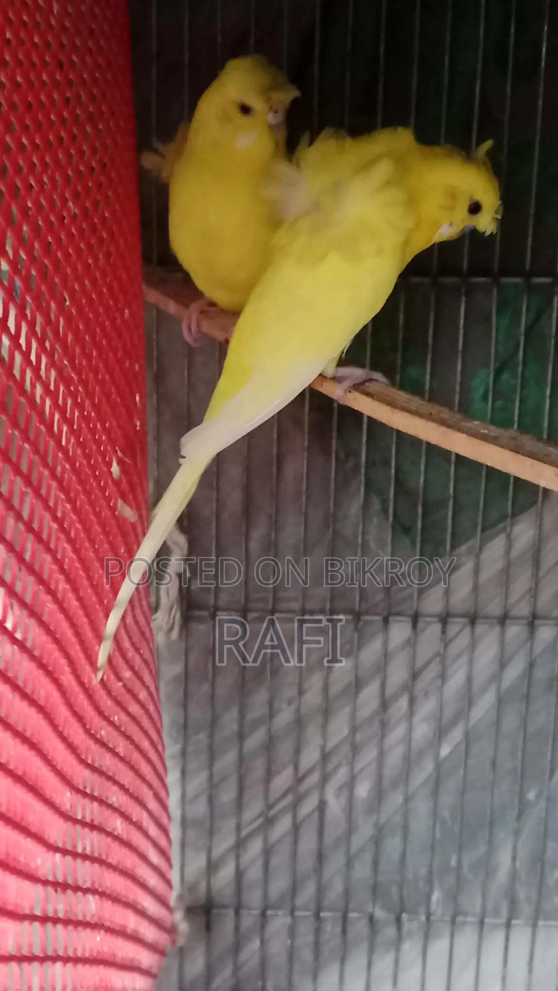 Bird Sale