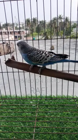 Bird Sale