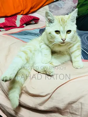 মিক্সড ব্রিড সেমি-অ্যাডাল্ট ফিমেল বিড়াল