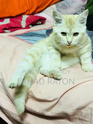 মিক্সড ব্রিড সেমি-অ্যাডাল্ট ফিমেল বিড়াল