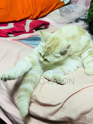 মিক্সড ব্রিড সেমি-অ্যাডাল্ট ফিমেল বিড়াল