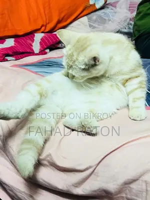 মিক্সড ব্রিড সেমি-অ্যাডাল্ট ফিমেল বিড়াল