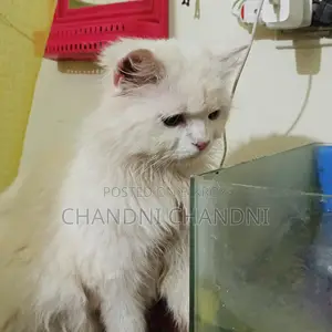 পার্শিয়ান ক্যাট বিক্রি করা হবে খুব ভালো