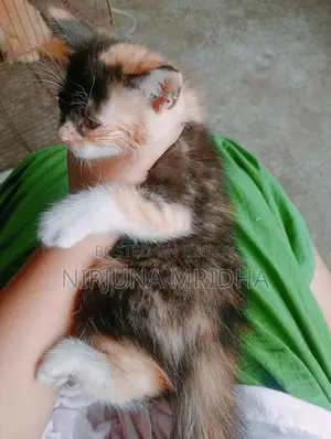 Persian Cat