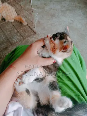 Persian Cat