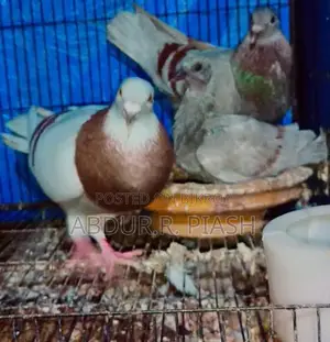 Super Milli Racer Pair with 1 Female Chick