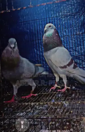 Super Milli Racer Pair with 1 Female Chick